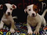 Kısa Bacak Jack Russell Bebekler