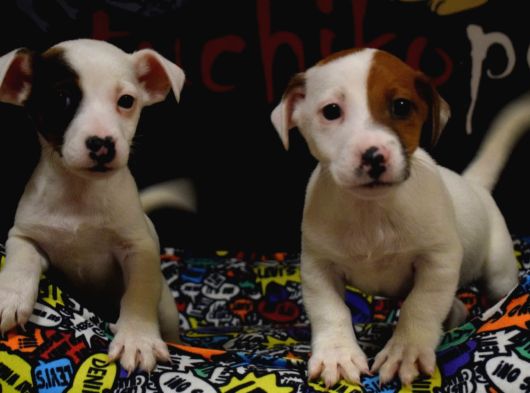 Kısa Bacak Jack Russell Bebekler görsel