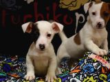 Kısa bacak Jack Russell bebekler