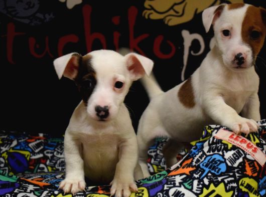 Kısa Bacak Jack Russell Bebekler