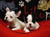 French Bulldog Bebekler