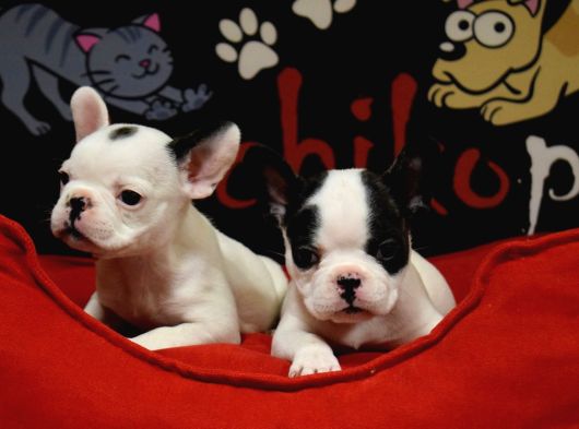 French Bulldog Bebekler görsel