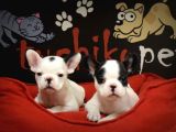 French bulldog bebekler
