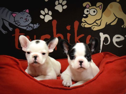 French Bulldog Bebekler