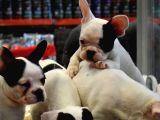 Mükemmel French bulldog bebekler
