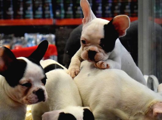 Mükemmel French Bulldog Bebekler