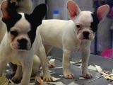 Mükemmel French Bulldog Bebekler