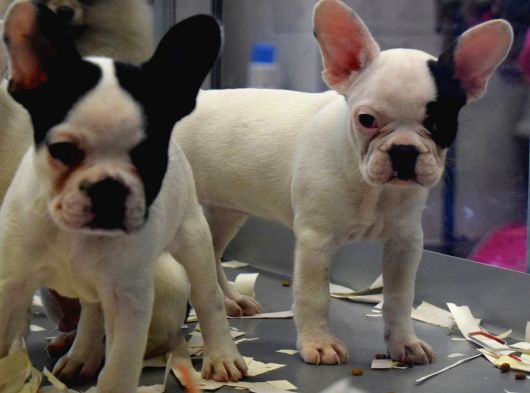 Mükemmel French Bulldog Bebekler görsel