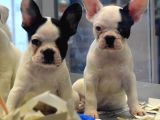 Mükemmel French Bulldog Bebekler