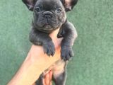 TOPAÇ FRENCH BULLDOG YAVRU