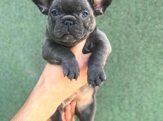 Topaç French Bulldog Yavru