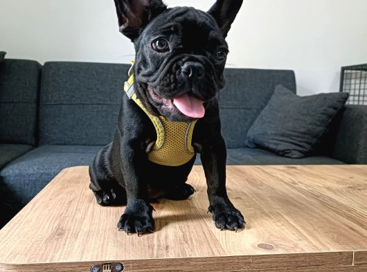 Topaç French Bulldog Yavru görsel
