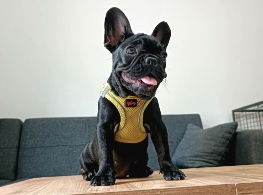 Topaç French Bulldog Yavru görsel
