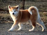 Japon Aki̇ta Inu Yavrulari̇ İstanbul
