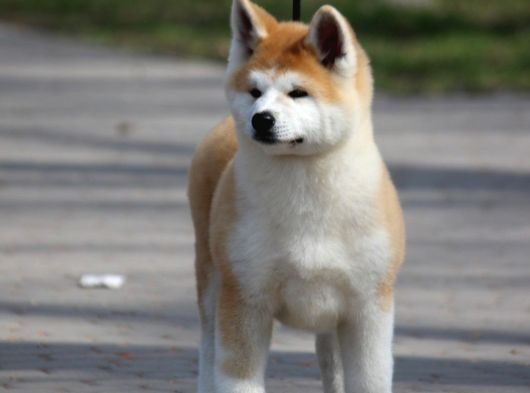 Japon Aki̇ta Inu Yavrulari̇ İstanbul görsel