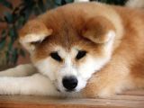 Japon Aki̇ta Inu Yavrulari̇ İstanbul
