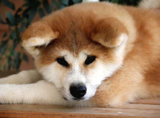 Japon Aki̇ta Inu Yavrulari̇ İstanbul görsel
