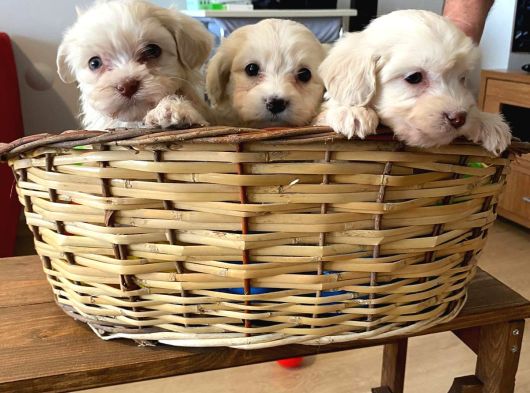Evinizin Neşesi Maltipoo Yavrularımız görsel