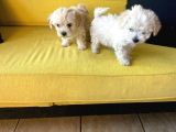 maltipoo yavrularımız ev doğumu