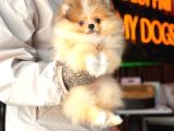 Merle Pomerani̇an Boo Teddy Bear