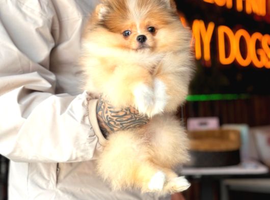 Merle Pomerani̇an Boo Teddy Bear görsel