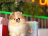 MERLE POMERANİAN BOO TEDDY BEAR