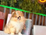 Merle Pomerani̇an Boo Teddy Bear