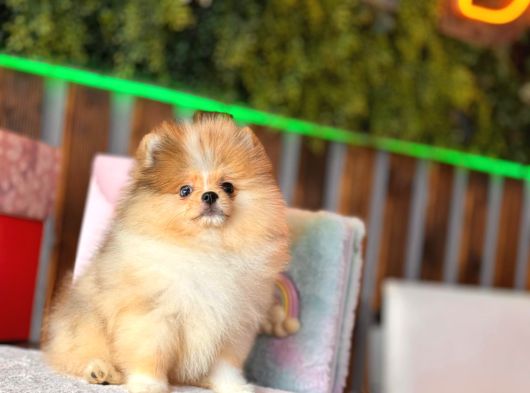Merle Pomerani̇an Boo Teddy Bear görsel