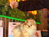 Merle Pomerani̇an Boo Teddy Bear