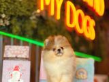 Merle Pomerani̇an Boo Teddy Bear