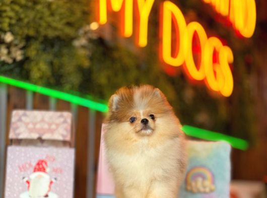 Merle Pomerani̇an Boo Teddy Bear görsel