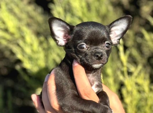 Teacup Cep Boy Şi̇vava Elma Kafa görsel