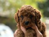 kıvır kıvır toy poodle yavrularım