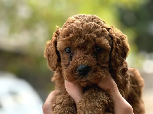 Kıvır Kıvır Toy Poodle Yavrularım