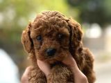 Kıvır Kıvır Toy Poodle Yavrularım