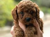 Kıvır Kıvır Toy Poodle Yavrularım