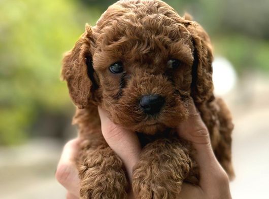 Kıvır Kıvır Toy Poodle Yavrularım görsel