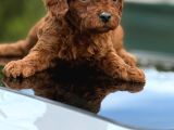 Evinizin Yeni Neşesi