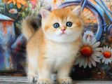 Sarı Kürklü Mutluluk Paketi Golden British Shorthair
