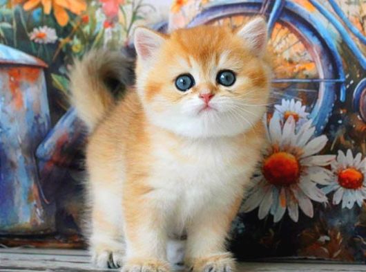 Sarı Kürklü Mutluluk Paketi Golden British Shorthair görsel