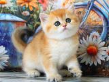Sarı Kürklü Mutluluk Paketi Golden British Shorthair