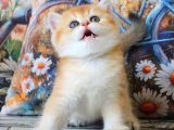 Sarı Kürklü Mutluluk Paketi Golden British Shorthair