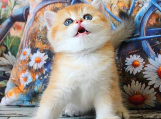Sarı Kürklü Mutluluk Paketi Golden British Shorthair görsel