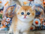 Sarı Kürklü Mutluluk Paketi Golden British Shorthair