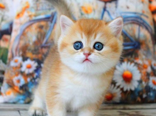 Sarı Kürklü Mutluluk Paketi Golden British Shorthair görsel