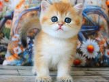 Sarı Kürklü Mutluluk Paketi Golden British Shorthair