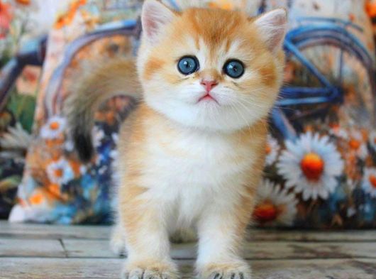 Sarı Kürklü Mutluluk Paketi Golden British Shorthair görsel