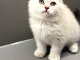 Show Kalite Scottish Fold Dişi Yavrumuz