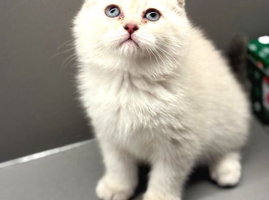 Show Kalite Scottish Fold Dişi Yavrumuz