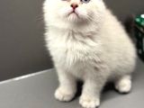 Show Kalite Scottish Fold Dişi Yavrumuz